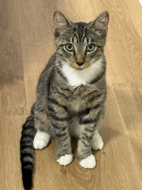 Simon