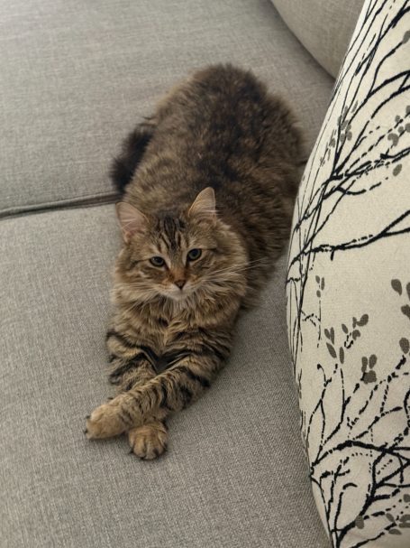 Stella