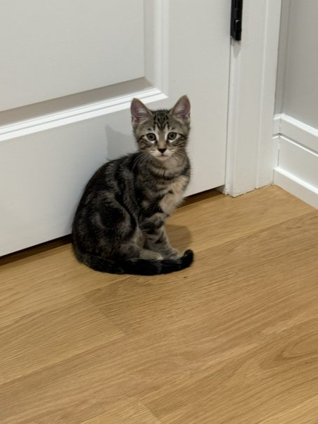 Rascal